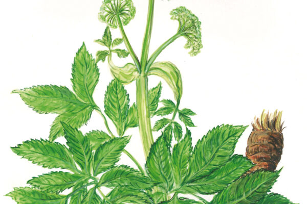 Kunstzeichnung einer Meisterwurzpflanze mit Blatt, Blüte und Wurzel