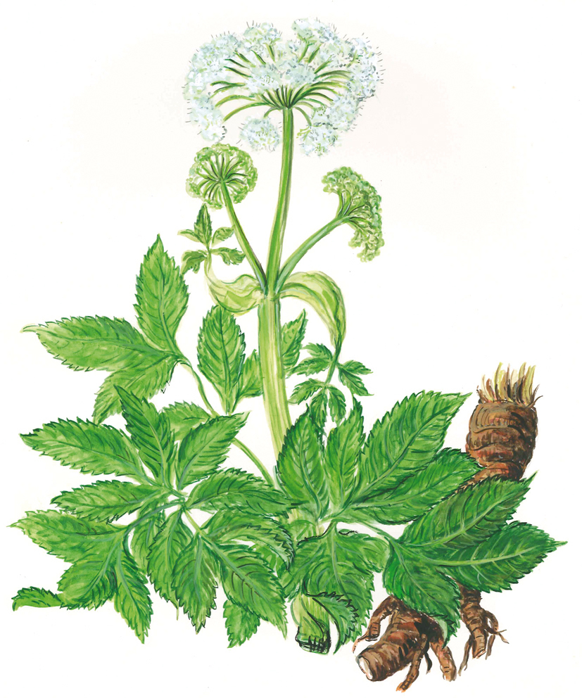 Kunstzeichnung einer Meisterwurzpflanze mit Blatt, Blüte und Wurzel