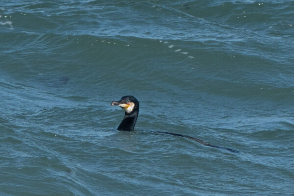 Ein Kormoran im Meer mit dem Wasser bis zum Hals